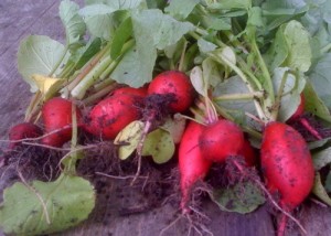 radishes